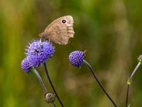 Blaukernauge auf Blüte im Moor, Flügelunterseite